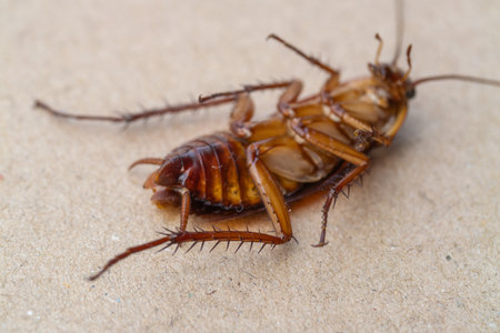Explore the details of a cockroach infestation an urban setting through macro .