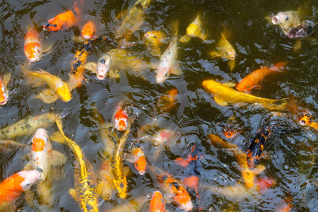 Colorful koi fish gather at the surface creating a vibrant scene in a peaceful pond.の写真素材
