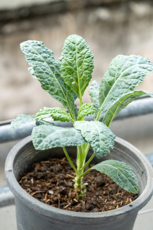 Discover how to grow kale pots for a thriving urban garden.の写真素材