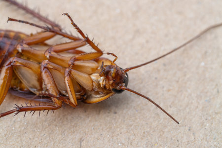 A detailed macro shot reveals the features of a cockroach an indoor setting.
