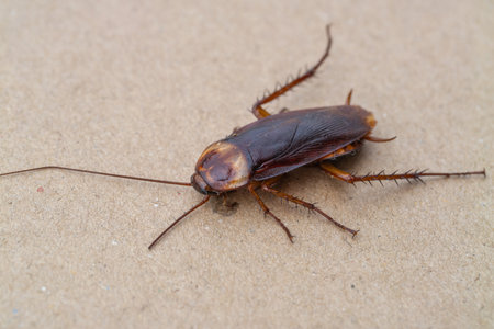 Explore effective strategies for managing cockroach infestations urban indoor settings.