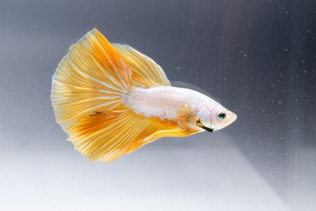 A stunning Betta fish displays its vibrant fins a serene aquarium setting.の写真素材