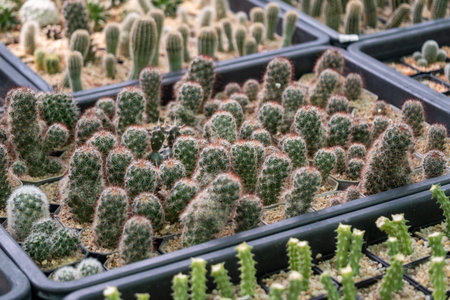Explore a vibrant cactus garden an urban nursery showcasing diverse cacti species and their unique...