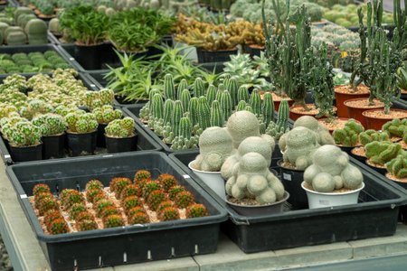 Explore a stunning variety of cacti showcased a greenhouse highlighting their unique shapes and colors.の写真素材