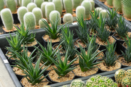 Explore the rich diversity of thriving cactus plants a greenhouse showcasing nature's artistry.の写真素材