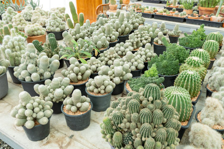 Explore a lush variety of cacti a captivating botanical garden showcasing nature's resilience.の写真素材