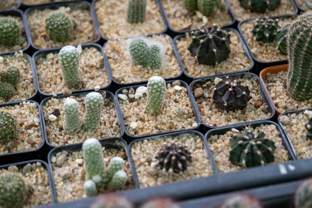 Explore a captivating cactus collection showcasing diverse species a vibrant greenhouse setting.の写真素材