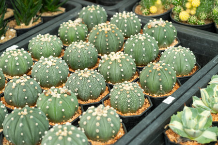 Explore a vibrant cactus collection at a local nursery highlighting the beauty and diversity of these unique plants.の写真素材