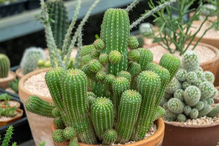 Explore a stunning collection of vibrant cacti a botanical garden showcasing nature's unique beauty.の写真素材