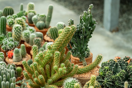 Explore a stunning collection of diverse cacti a serene indoor greenhouse.の写真素材