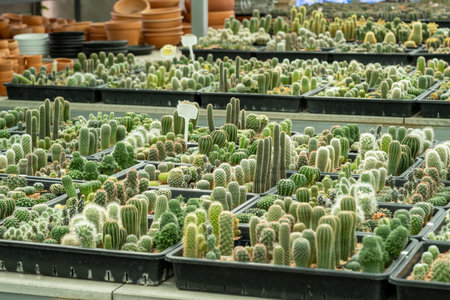 Discover the vibrant world of cacti a greenhouse filled with diverse species and stunning...