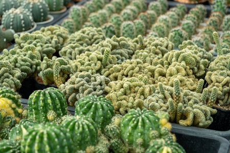 Explore diverse cacti thriving a greenhouse highlighting their unique shapes and colors.
