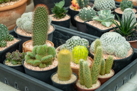 Explore a stunning display of diverse cacti a garden center showcasing nature's unique beauty.