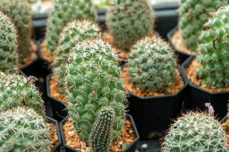 Explore the diverse cactus collection thriving a vibrant greenhouse setting.の写真素材
