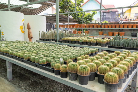 Discover a vibrant cactus showcase a botanical garden featuring diverse species a tranquil setting.の写真素材