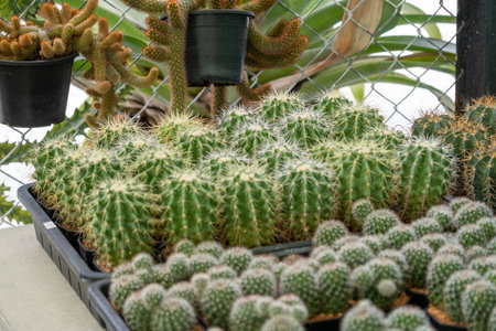 Explore the diverse collection of cacti thriving a vibrant greenhouse environment.