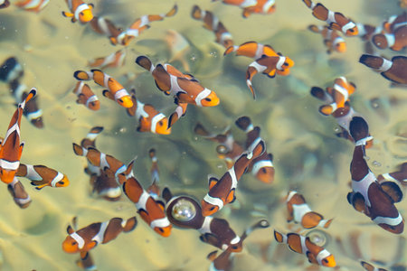 Discover a vibrant underwater world filled with playful clownfish among coral reefs.の写真素材