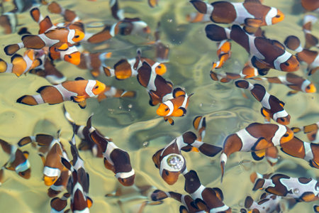 Explore the lively underwater world as clownfish swim gracefully in their colorful reef habitat.の写真素材