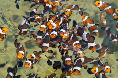 A vibrant school of clownfish swims gracefully in a crystal-clear coral reef.の写真素材