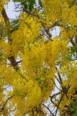 Vibrant golden shower trees create a stunning display enhancing the beauty of nature in a serene landscape.の写真素材