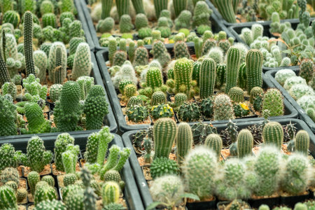 Explore a stunning display of diverse cacti thriving a natural environment.