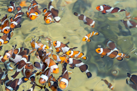 Explore the lively underwater world where clownfish swim in harmony among colorful coral.の写真素材