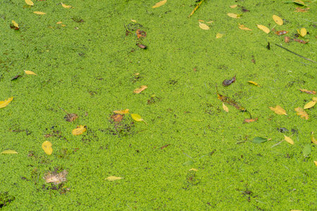 A serene view of a pond with vibrant green algae and floating leaves.の写真素材
