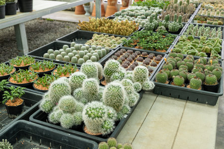 Explore a vibrant cactus collection a greenhouse showcasing unique varieties and their beauty.の写真素材