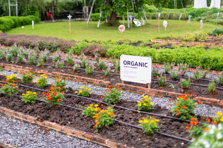 Explore an organic gardening event featuring colorful plants and educational resources for sustainable practices.の写真素材