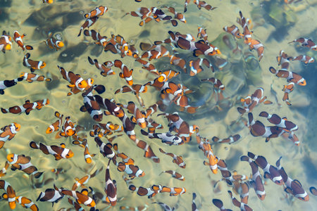 Explore a vibrant school of clownfish swimming in crystal-clear waters of a coral reef.の写真素材