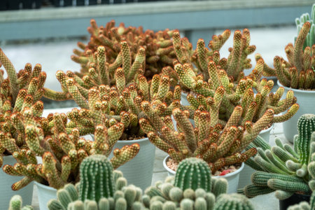 Explore the beauty and care of cacti urban gardening enhancing indoor aesthetics.
