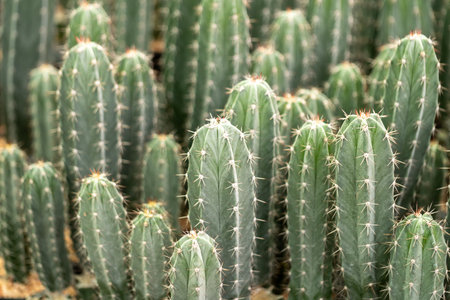 Discover the stunning diversity and beauty of cacti thriving their natural desert habitat.の写真素材