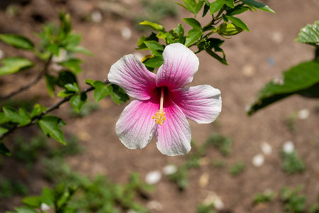 A stunning close-up of a pink hibiscus flower showcasing its beauty in a natural garden setting.の写真素材