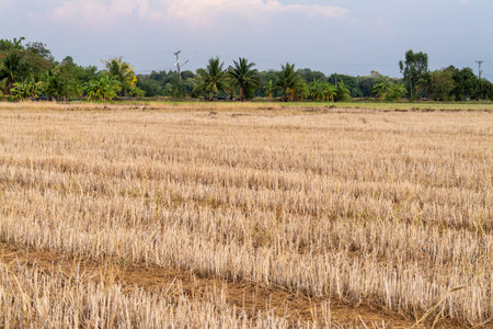 Explore the tranquil beauty of rice fields post-harvest in a serene rural setting.の写真素材