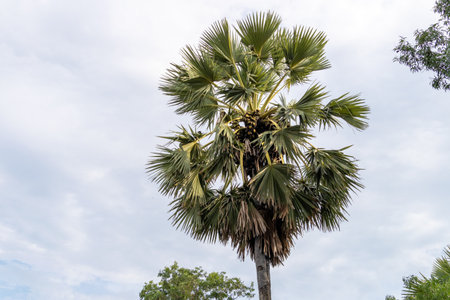 Explore the beauty of a palm tree thriving in its natural habitat.の写真素材