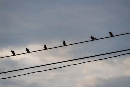 A serene capture of birds resting power lines against a dramatic evening sky.