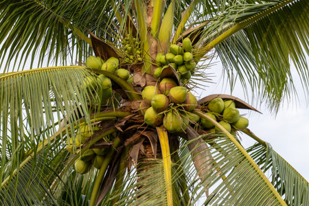 A detailed view of coconuts growing a palm tree highlighting tropical agriculture.