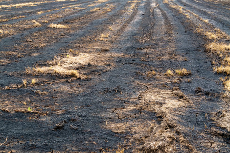 This image captures the aftermath of a fire in an agricultural field highlighting recovery and regrowth.の写真素材