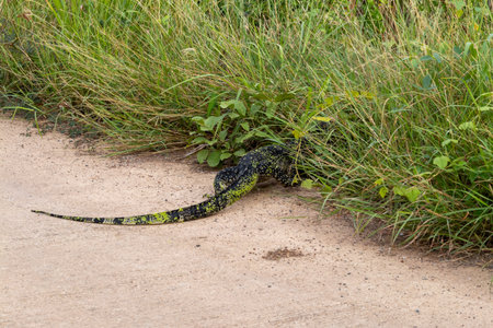 A vivid moment capturing a lizard navigating through lush grass in its natural habitat.の写真素材