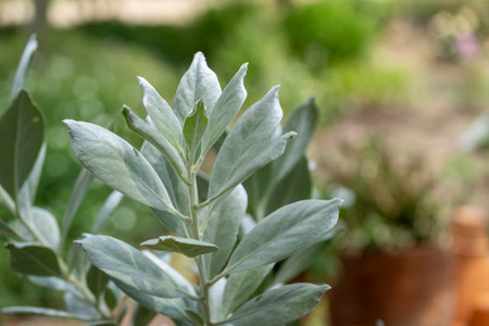 Explore the beauty of vibrant plants in a tranquil garden highlighting their lush foliage.