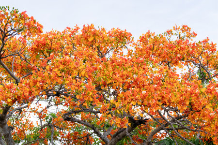 Experience the stunning display of vibrant autumn foliage showcasing nature's seasonal beauty.の写真素材