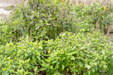 Explore a lush urban herb garden showcasing vibrant greenery and fresh herbs.の写真素材
