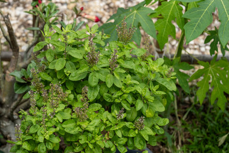 Explore the lush greenery of a thriving herbal plant in a serene backyard garden.