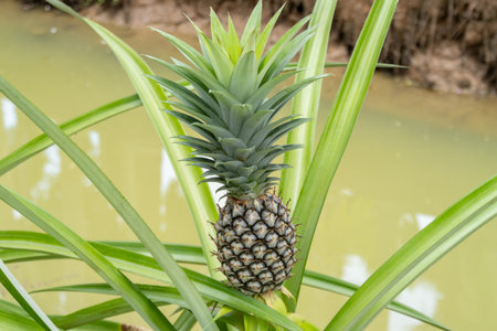 Discover the journey of pineapples growing in lush wetlands showcasing nature's bounty.