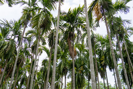 Explore the serene beauty of towering palm trees in a vibrant nature park capturing a sense of tranquility.の写真素材
