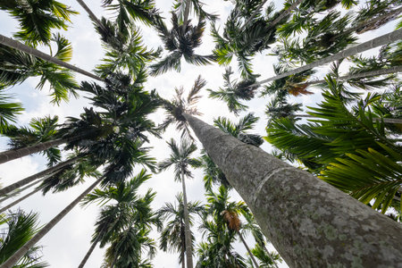 A breathtaking view of towering palm trees reaching toward the sky symbolizing serenity and nature's beauty.の写真素材