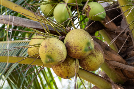 Discover the beauty of fresh coconut bunches in a tropical paradise through vibrant nature .の写真素材