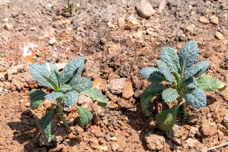 Explore the vibrant growth of kale plants thriving in nutrient-rich soil.の写真素材