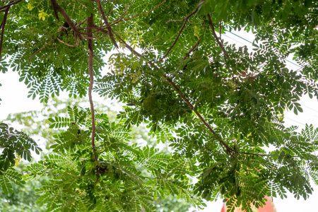 Explore the beauty of a sunlit tree canopy in an urban park showcasing nature's vibrant greens.