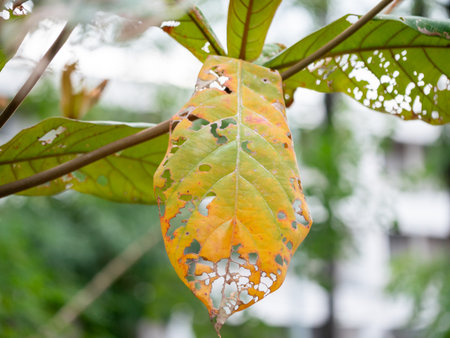 A detailed view of a decaying leaf showcases natureâ€šÃ„Ã´s cycle in an urban setting...